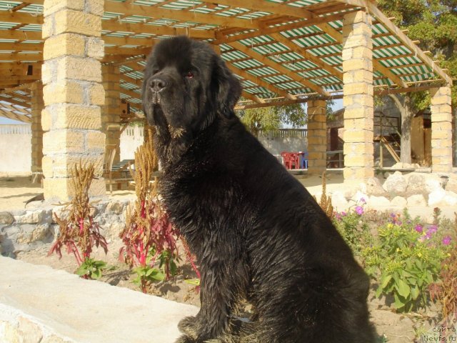 Фото: ньюфаундленд Бегущая по Волнам Хаста ла Виста (Beguschaya po Volnam Hasta la Vista)