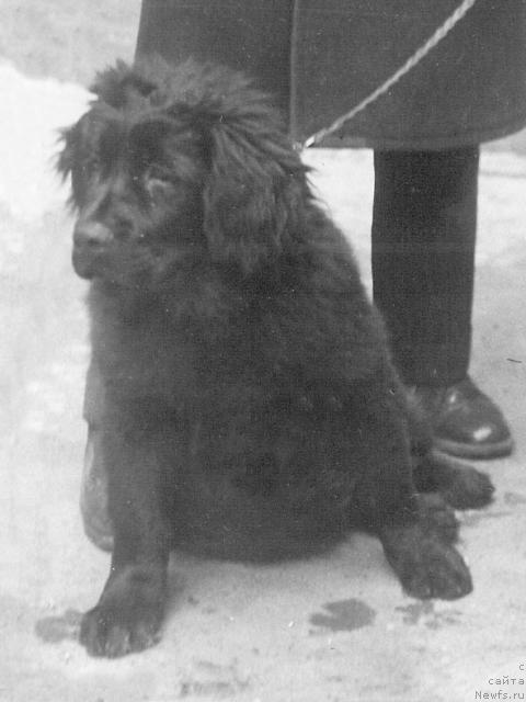 Фото: ньюфаундленд Венсен Хеппия