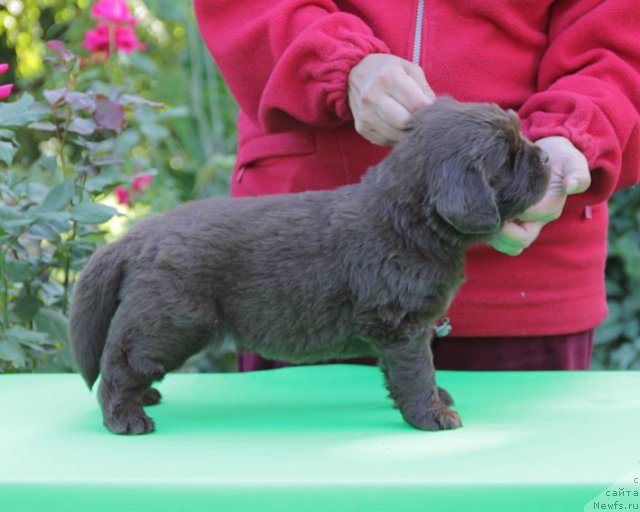 Фото: ньюфаундленд Фартовая Фишка с Берега Дона (Fartovaya Fishka s Berega Dona)