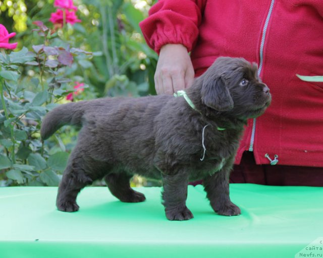 Фото: ньюфаундленд Фартовая Фишка с Берега Дона (Fartovaya Fishka s Berega Dona)
