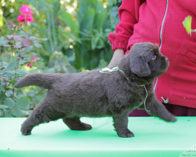 Фото: ньюфаундленд Фартовая Фишка с Берега Дона (Fartovaya Fishka s Berega Dona)