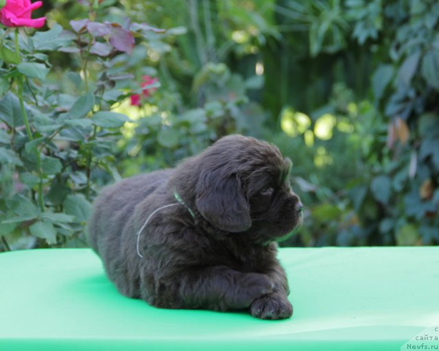 Фото: ньюфаундленд Фартовая Фишка с Берега Дона (Fartovaya Fishka s Berega Dona)