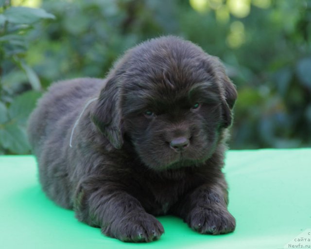 Фото: ньюфаундленд Фартовая Фишка с Берега Дона (Fartovaya Fishka s Berega Dona)