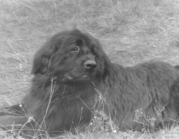 Фото: ньюфаундленд Урро