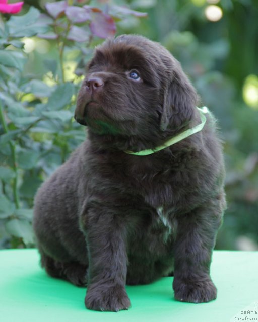 Фото: ньюфаундленд Фартовая Фишка с Берега Дона (Fartovaya Fishka s Berega Dona)