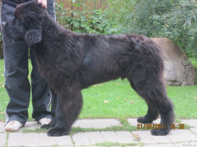 Фото: ньюфаундленд Very Fairweathers X'Got The Rhythm