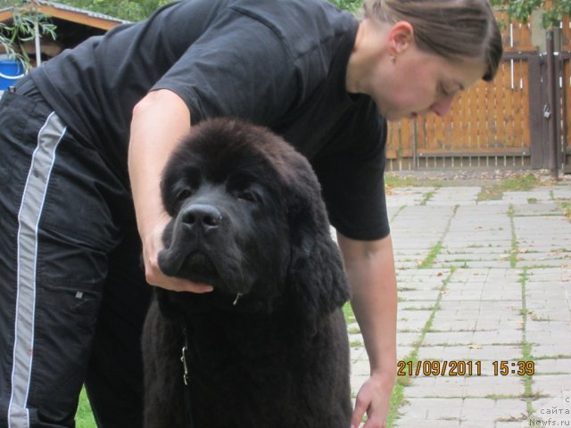 Фото: ньюфаундленд Very Fairweathers X'Got The Rhythm