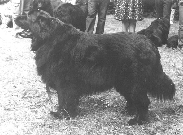 Фото: ньюфаундленд Флосер Мадонна