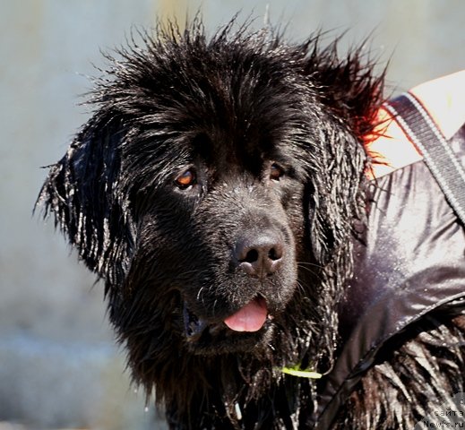 Фотография № 77560