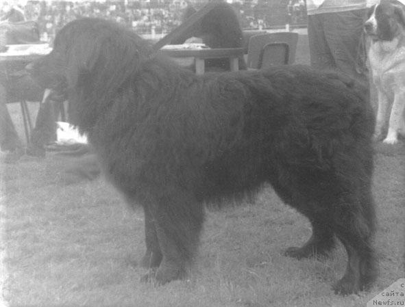 Фото: ньюфаундленд Кардинал