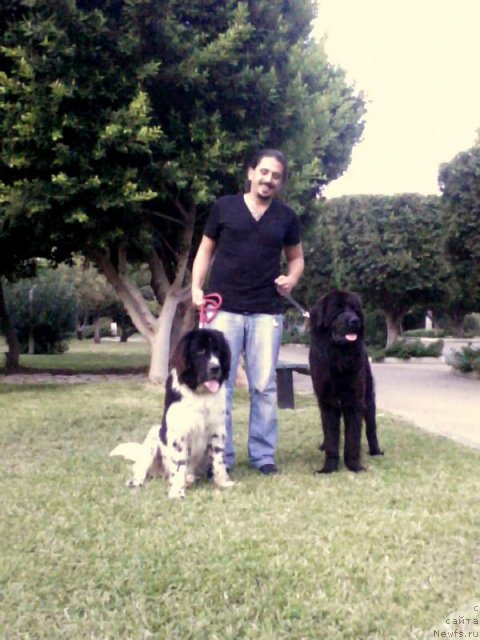 Фото: ньюфаундленд Ю-Питер фром Питер, Юлия Наумова, Светлана Старых, Юлия Ястребова