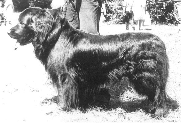 Фото: ньюфаундленд Виконт