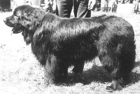 Фото: ньюфаундленд Викони Канзас