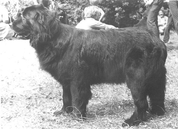 Фото: ньюфаундленд Хорсан Брента