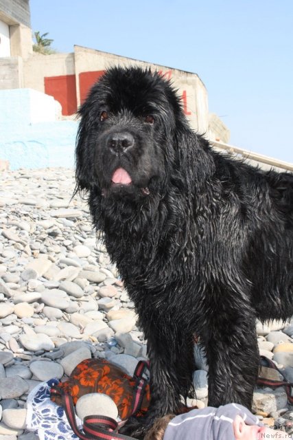 Фото: ньюфаундленд Face of an Angel Giant's Island