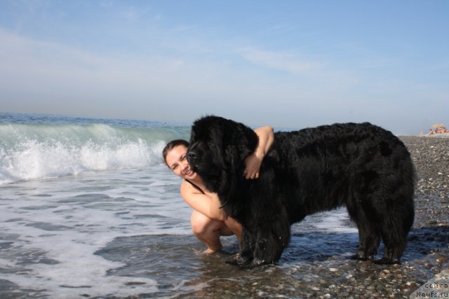 Фото: ньюфаундленд Fortuna of Giant's Island