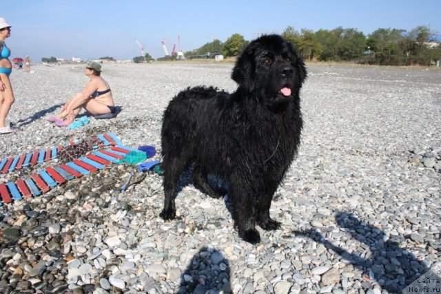 Фото: ньюфаундленд Глория Гранд Блек