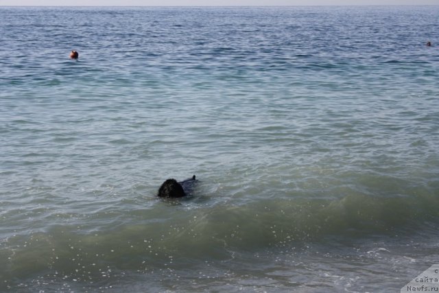 Фото: ньюфаундленд Глория Гранд Блек