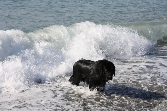 Фото: ньюфаундленд Глория Гранд Блек