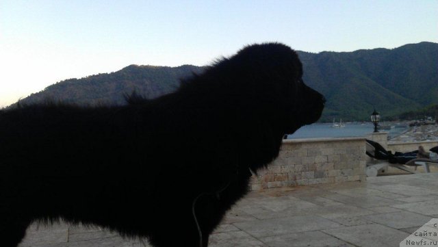 Фото: ньюфаундленд Ю-Питер фром Питер