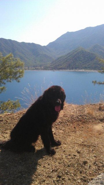 Фото: ньюфаундленд Ю-Питер фром Питер