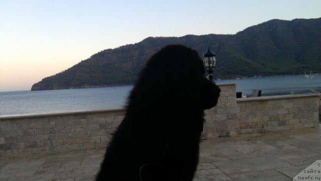 Фото: ньюфаундленд Ю-Питер фром Питер