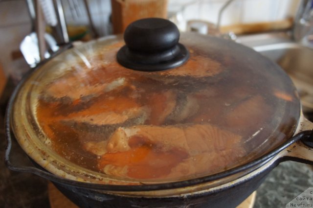 Фотография № 77647