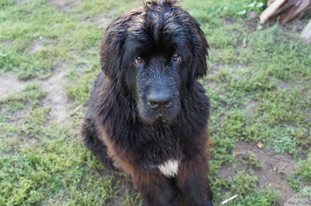 Фотография № 77648