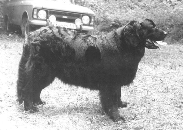 Фото: ньюфаундленд Эркэт Цебия