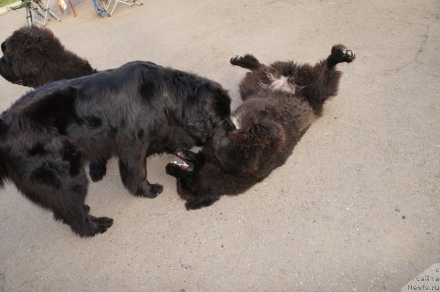 Фотография № 77659