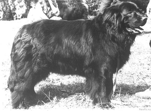 Фото: ньюфаундленд Амави Эмерита