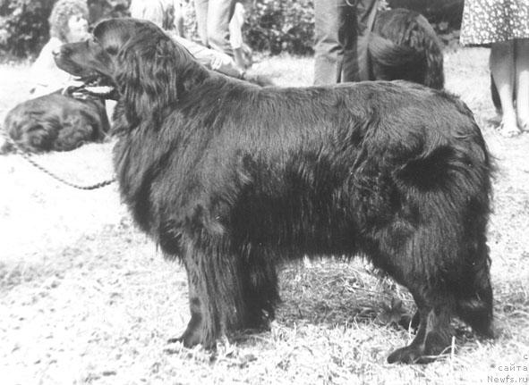 Фото: ньюфаундленд Амави Элфа