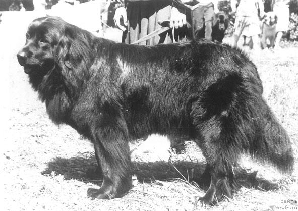 Фото: ньюфаундленд Матиюс Поллия