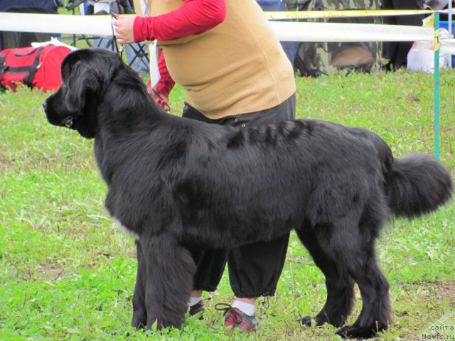 Фото: ньюфаундленд Дар Свезы Юника Сагитта (Dar Svezy Unika Sagitta)