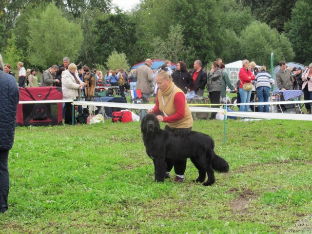 Фото: ньюфаундленд Дар Свезы Юника Сагитта (Dar Svezy Unika Sagitta)