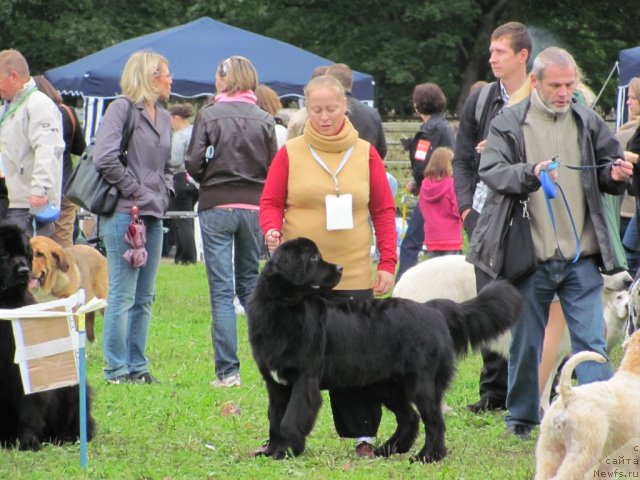 Фото: ньюфаундленд Дар Свезы Юника Сагитта (Dar Svezy Unika Sagitta)