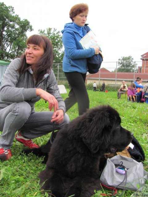 Фото: ньюфаундленд Бегущая по Волнам Дансинг Квин (Beguschaya po Volnam Dancing Queen)