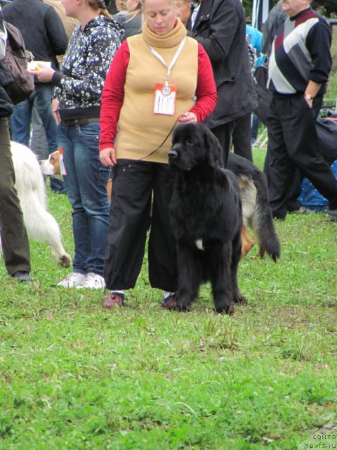 Фото: ньюфаундленд Дар Свезы Юника Сагитта (Dar Svezy Unika Sagitta)