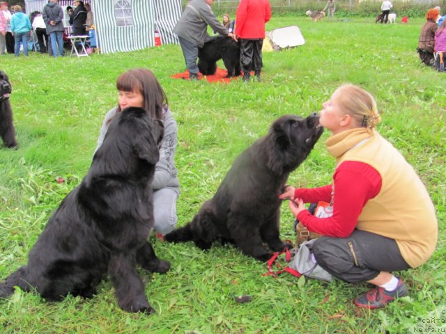 Фото: ньюфаундленд Дар Свезы Юника Сагитта (Dar Svezy Unika Sagitta), ньюфаундленд Бегущая по Волнам Дансинг Квин (Beguschaya po Volnam Dancing Queen)