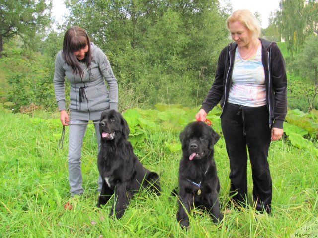 Фото: ньюфаундленд Дар Свезы Юника Сагитта (Dar Svezy Unika Sagitta), ньюфаундленд Дар Свезы Юриель Корона Бореалис (Dar Svezy Uriel Korona Borealis)