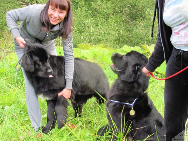 Фото: ньюфаундленд Дар Свезы Юника Сагитта (Dar Svezy Unika Sagitta), ньюфаундленд Дар Свезы Юриель Корона Бореалис (Dar Svezy Uriel Korona Borealis)
