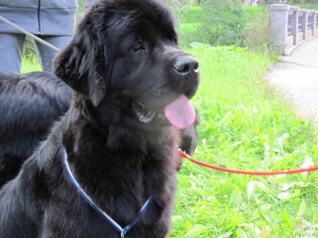 Фото: ньюфаундленд Дар Свезы Юриель Корона Бореалис (Dar Svezy Uriel Korona Borealis)