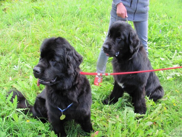 Фото: ньюфаундленд Дар Свезы Юриель Корона Бореалис (Dar Svezy Uriel Korona Borealis), ньюфаундленд Дар Свезы Юника Сагитта (Dar Svezy Unika Sagitta)