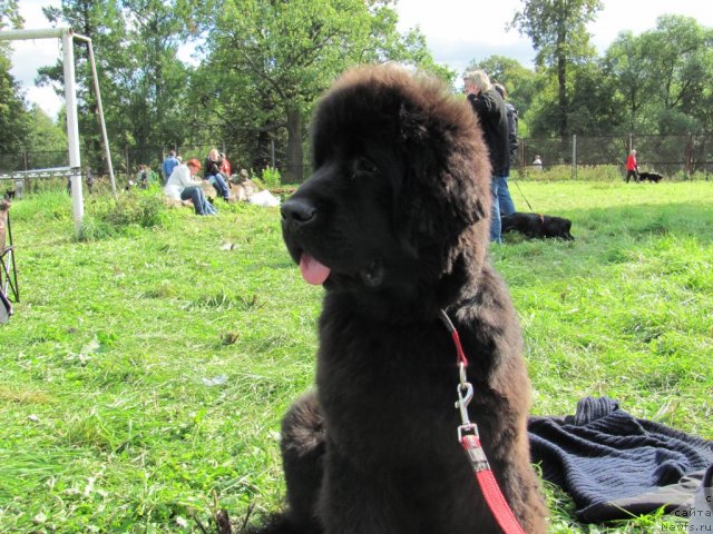 Фото: ньюфаундленд Бегущая по Волнам Дансинг Квин (Beguschaya po Volnam Dancing Queen)