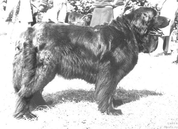 Фото: ньюфаундленд Цегги Крада