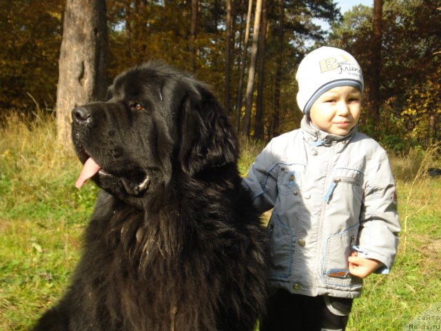 Фото: ньюфаундленд Акватория Келвин Максим, Сан Саныч