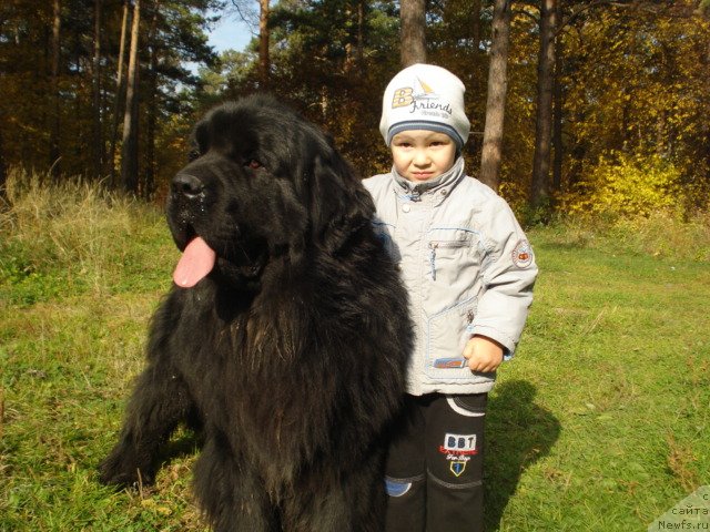 Фото: ньюфаундленд Акватория Келвин Максим, Сан Саныч