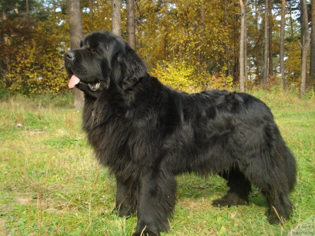 Фото: ньюфаундленд Акватория Келвин Максим