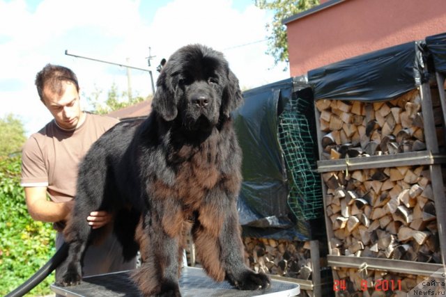 Фото: ньюфаундленд Сент Джонс Хендсел фо Ми (Sent Djons Handsel for Me)