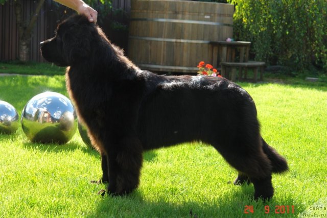 Фото: ньюфаундленд Сент Джонс Хендсел фо Ми (Sent Djons Handsel for Me)